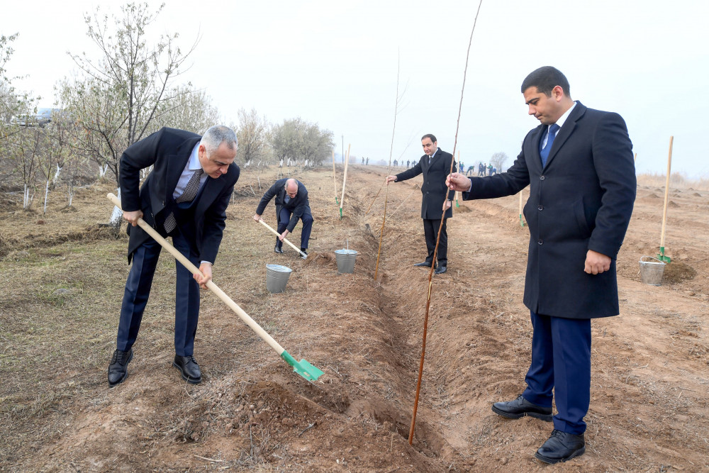 Naxçıvanda Ümummilli Lider Heydər Əliyevin  xatirəsinə ağacəkmə aksiyası keçirilib<font color=red> - FOTOLAR</font>