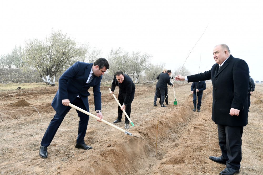 Naxçıvanda Ümummilli Lider Heydər Əliyevin  xatirəsinə ağacəkmə aksiyası keçirilib<font color=red> - FOTOLAR</font>