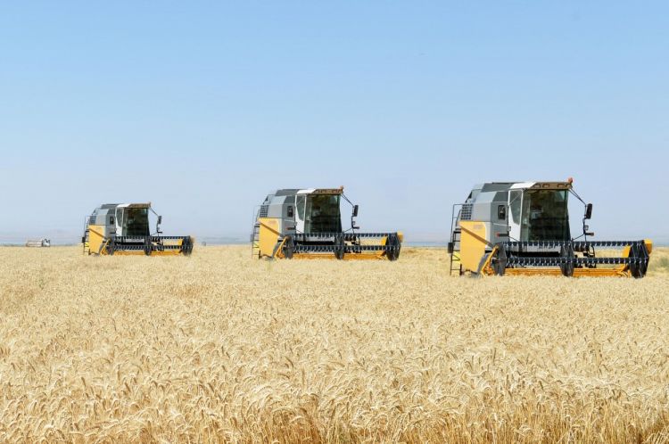 Muxtar respublikada 97 min 689 ton taxıl tədarük olunub ...