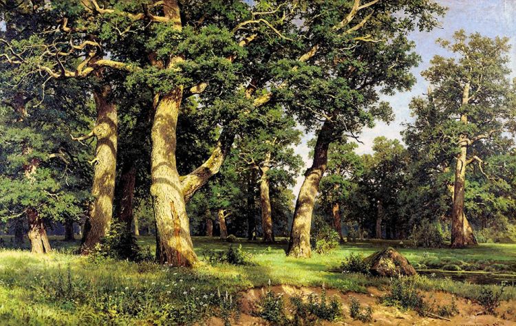 Oak is a symbol of height, strength and resilience - PHOTOS | Nukhchikhan Information Agency