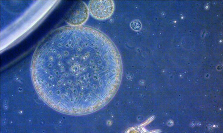 Nanohissəciklər yosunlara toksik təsir göstərir