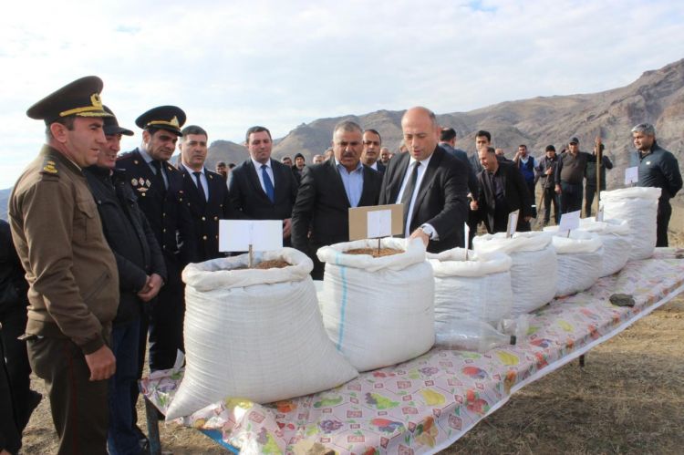 COP29 çərçivəsində Ordubad rayonunun Tivi kəndində meşəcinsli ağacların toxumlarının əkini aparılıb<font color=red> - VİDEO</font>