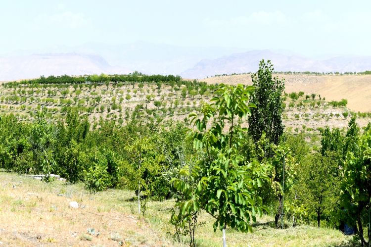 Naxçıvan Muxtar Respublikasında aqrar sahə üzrə veriləcək subsidiya əmsalları ilə bağlı yeni qərarlar qəbul edilib<font color=red> - FOTOLAR</font>